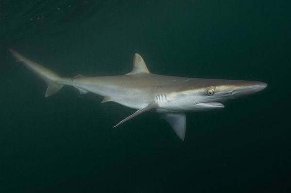 sharpnose-sharks-the-sad-demise-of-one-the-most-common-sharks-in-the